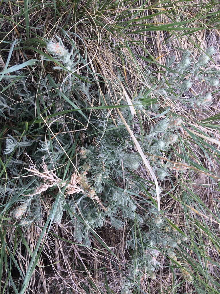 Winterfat from Botterill Bottom Park, Lethbridge, AB, CA on May 26 ...