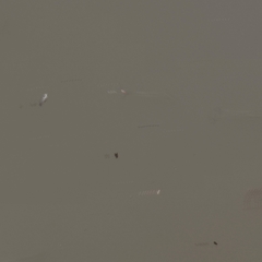 Hemiculter leucisculus