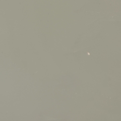 Hemiculter leucisculus