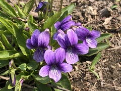 Viola prionantha