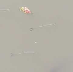 Hemiculter leucisculus