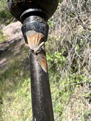 Callophrys augustinus