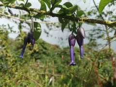 Iochroma
