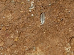 Brackenridgia sphinxensis