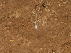 Brackenridgia sphinxensis