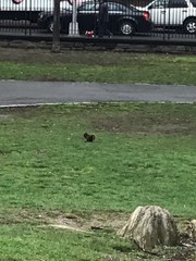 Sciurus carolinensis