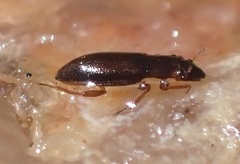 Hydraenidae
