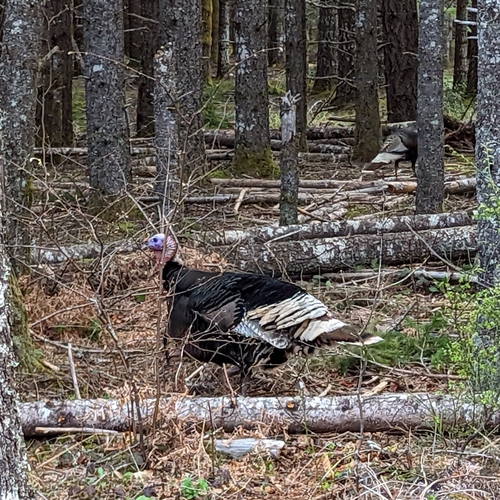 Wild Turkey photographed in Washington