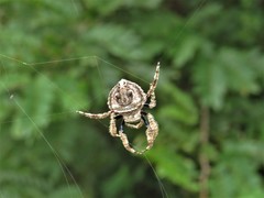 Caerostris