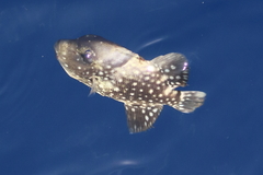 Canthidermis maculata