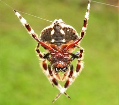 Caerostris