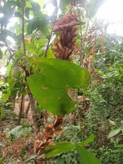 Dioscorea composita