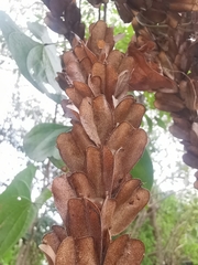 Dioscorea composita