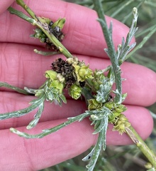 Eriophyes lepidosparti