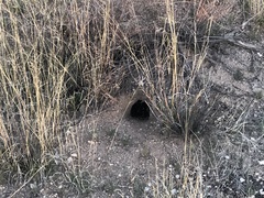 Xerospermophilus tereticaudus