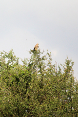 Falconiformes
