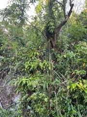 Magnoliopsida
