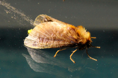 Doratifera oxleyi