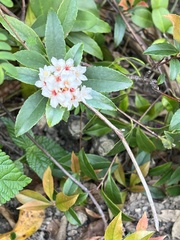 Rhaphiolepis indica