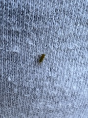 Hemiptera