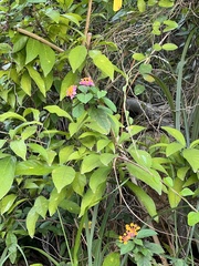 Lantana camara