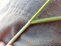 Chionochloa macra