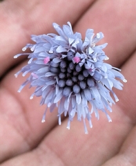 Jasione maritima