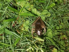 Pristimantis achatinus