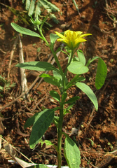 Calostephane divaricata