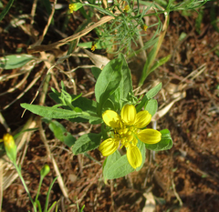 Calostephane divaricata