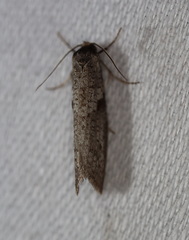 Lepidoscia euryptera