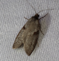 Lepidoscia euryptera