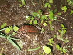 Leptodactylus ventrimaculatus