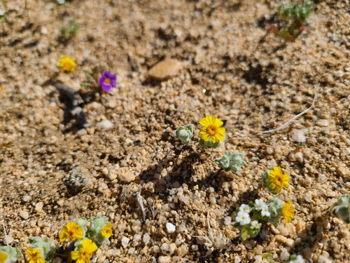 iNaturalist observation photo of Wallace's woollydaisy