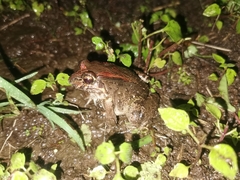 Leptodactylus ventrimaculatus