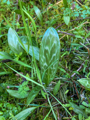 Erythronium multiscapideum