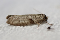 Lepidoscia euryptera