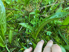 Erythronium multiscapideum