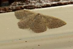 Idaea epicyrta