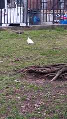 Columba livia domestica