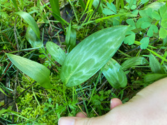 Erythronium multiscapideum
