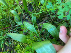 Erythronium multiscapideum