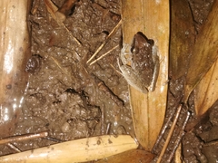 Pristimantis achatinus