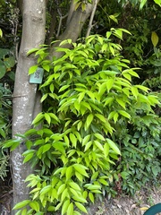 Magnolia × alba