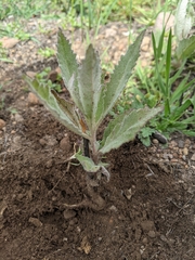 Eriodictyon traskiae traskiae