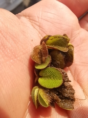 Salvinia molesta