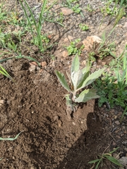 Eriodictyon traskiae traskiae