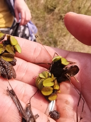Salvinia molesta