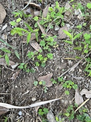 Oxalis