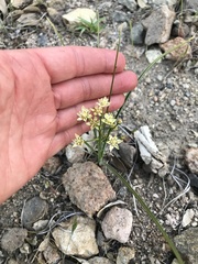 Toxicoscordion micranthum